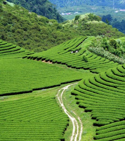 Những Đồi Chè Đẹp Ở Mộc Châu Những Đồi Chè Đẹp Ở Mộc Châu