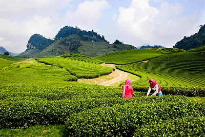 Nông Trường Mộc Châu - Điểm Đến Hiếm Có Ở Việt Nam Nông Trường Mộc Châu - Điểm Đến Hiếm Có Ở Việt Nam