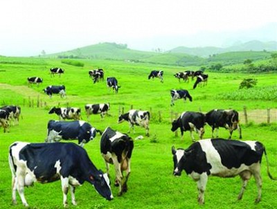 Thưởng Thức Món Sữa Bò Non Mộc Châu Thưởng Thức Món Sữa Bò Non Mộc Châu