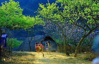 Tổng hợp thông tin du lịch Mộc Châu Tổng hợp thông tin du lịch Mộc Châu