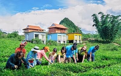 Trải Nghiệm Du Lịch Nông Nghiệp Khi Tới Mộc Châu Trải Nghiệm Du Lịch Nông Nghiệp Khi Tới Mộc Châu