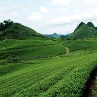 Trôi Trên Những Sóng Chè Mộc Châu Trôi Trên Những Sóng Chè Mộc Châu