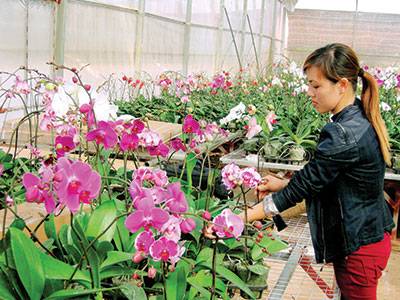 Vườn Hoa Nhiệt Đới Mộc Châu Vườn Hoa Nhiệt Đới Mộc Châu