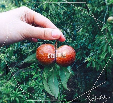 chương trình HÀ NỘI - MAI CHÂU - MỘC CHÂU MÙA QUẢ CHÍN - 2 NGÀY 1 ĐÊM