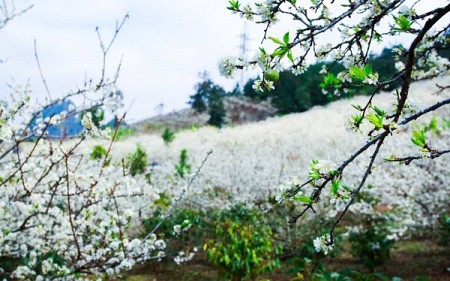 chương trình Mai Châu - Mộc Châu Tháng 3 + 4 Mùa hoa Ban