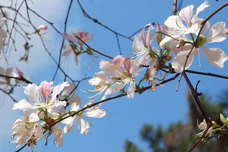 Mùa Hoa Ban Nở Mùa Hoa Ban Nở