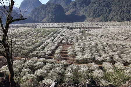 trải nghiệm thung lũng mận Nà Ka Mộc Châu