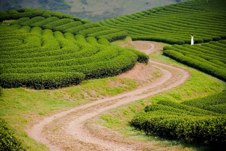 Chương trình Cao Nguyên Mộc Châu – Điện Biên