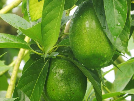 Hè Về Rủ Nhau trải nghiệm Mộc Châu Hái Bơ