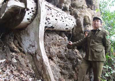 Kỳ Bí Hang Ma Ở Lưng Núi Suối Bàng- Mộc Châu Kỳ Bí Hang Ma Ở Lưng Núi Suối Bàng- Mộc Châu