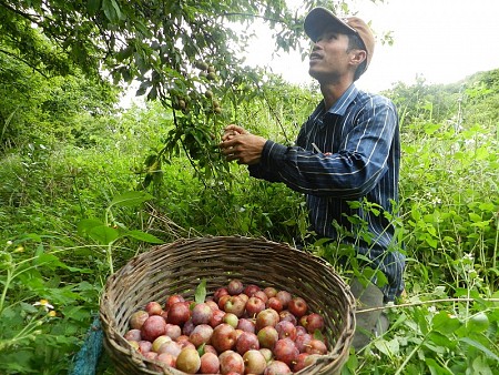 Lễ Hội Hái Mận Mộc Châu Tháng 5 Hàng Năm