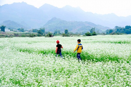 Mai Châu - Mộc Châu Mùa Hoa Cải - 2 Ngày 1 Đêm Tháng 9