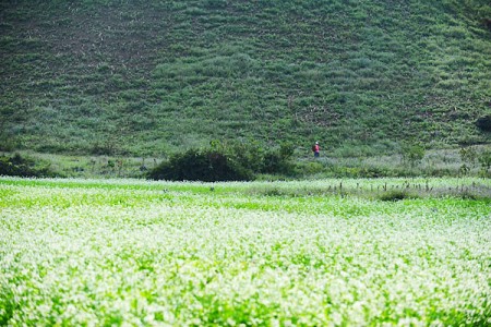 Mai Châu - Mộc Châu Mùa Hoa Cải - 2 Ngày 1 Đêm Tháng 9
