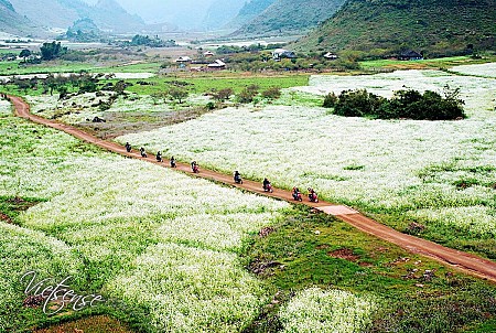 Mai Châu - Mộc Châu Mùa Hoa Cải - 2 Ngày 1 Đêm Tháng 9