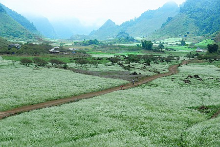 Mai Châu - Mộc Châu Mùa Hoa Cải - 2 Ngày 1 Đêm Tháng 9