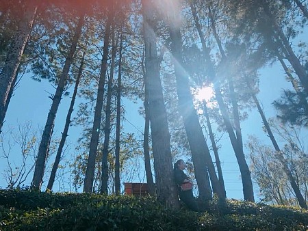 Moc Chau Sunrise Ecolodge