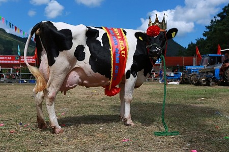 Ở Mộc Châu có cuộc thi “Hoa hậu bò sữa” dành cho các thí sinh ngàn cân