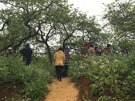 Rừng Thông bảng Áng - Tây Thiên đệ Nhất động - Thác Dải Yếm - Đồi Chè 2 Ngày 1 Đêm Khởi Hành Hàng Ngày