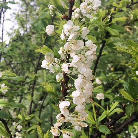 Rừng Thông bảng Áng - Tây Thiên đệ Nhất động - Thác Dải Yếm - Đồi Chè 2 Ngày 1 Đêm Khởi Hành Hàng Ngày