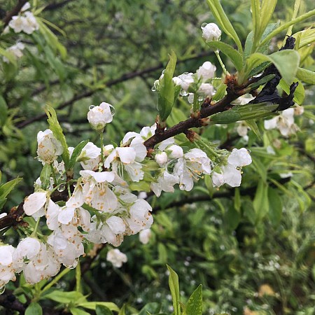 Rừng Thông bảng Áng - Tây Thiên đệ Nhất động - Thác Dải Yếm - Đồi Chè 2 Ngày 1 Đêm Khởi Hành Hàng Ngày