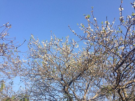 Rừng Thông bảng Áng - Tây Thiên đệ Nhất động - Thác Dải Yếm - Đồi Chè 2 Ngày 1 Đêm Khởi Hành Hàng Ngày