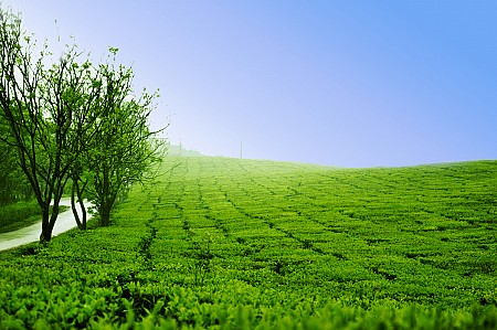 Tháng 4 - Mộc Châu Xanh