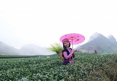 Hà Nội - Mai Châu - Mộc Châu Mùa Mận Chín | 2 Ngày 1 Đêm Dịp 30/4 và 1/5