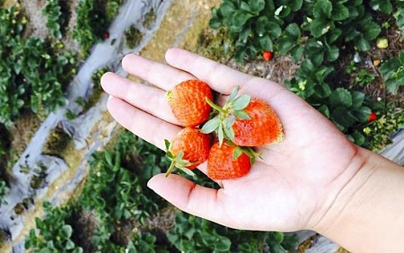 Mai Châu - Mộc Châu - Đồi Chè – Vườn Mận | 30 tháng 4 – 3 Ngày 2 Đêm