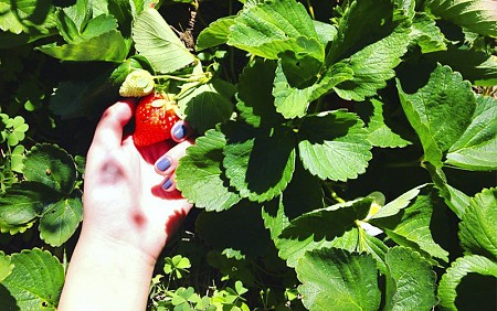 Mai Châu - Mộc Châu - Đồi Chè – Vườn Mận | 30 tháng 4 – 3 Ngày 2 Đêm