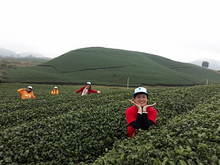 Mai Châu - Mộc Châu - Đồi Chè – Vườn Mận | 30 tháng 4 – 3 Ngày 2 Đêm