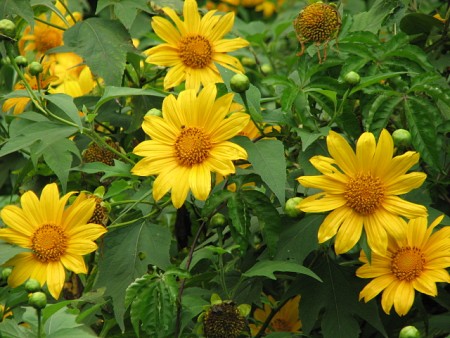 Thác Dải Yếm - Động Sơn Mộc Hương - Bản Dân Tộc HMông | 3 ngày 2 đêm