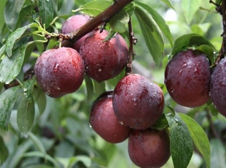 chương trình Hà Nội - Mai Châu - Mộc Châu Mùa Mận Chín Dịp Lễ 30/4 - 1/5