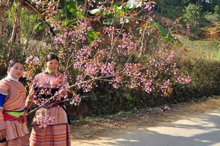 Cao Nguyên Mộc Châu – Thác Dải Yếm – Động Sơn Mộc Hương – Nông Trường Mộc Châu – Vườn Hoa Cải | Tết Dương Lịch 2025