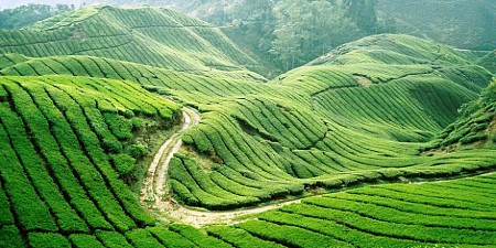 Cao Nguyên Mộc Châu – Thác Dải Yếm – Động Sơn Mộc Hương – Nông Trường Mộc Châu – Vườn Hoa Cải | Tết Dương Lịch 2025