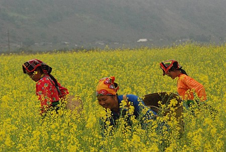 Cao Nguyên Mộc Châu – Thác Dải Yếm – Động Sơn Mộc Hương – Nông Trường Mộc Châu – Vườn Hoa Cải | Tết Dương Lịch 2025