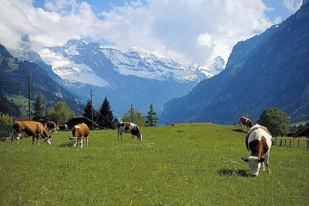 Cao Nguyên Mộc Châu – Thác Dải Yếm – Động Sơn Mộc Hương – Nông Trường Mộc Châu – Vườn Hoa Cải | Tết Dương Lịch 2025