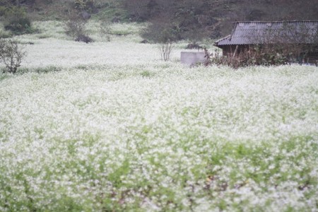 Cao Nguyên Mộc Châu – Thác Dải Yếm – Động Sơn Mộc Hương – Nông Trường Mộc Châu – Vườn Hoa Cải | Tết Dương Lịch 2025