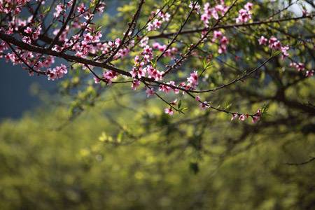 Cao Nguyên Mộc Châu – Thác Dải Yếm – Động Sơn Mộc Hương – Nông Trường Mộc Châu – Vườn Hoa Cải | Tết Dương Lịch 2025