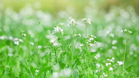 Cao Nguyên Mộc Châu – Thác Dải Yếm – Động Sơn Mộc Hương – Nông Trường Mộc Châu – Vườn Hoa Cải | Tết Dương Lịch 2025