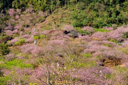 Cao Nguyên Mộc Châu – Thác Dải Yếm – Động Sơn Mộc Hương – Nông Trường Mộc Châu – Vườn Hoa Cải | Tết Dương Lịch 2025