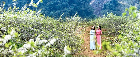 Chương trình Mùa Hoa Mận 2025