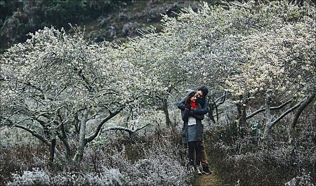 Hà Nội - Mai Châu - Mộc Châu Mùa Hoa Mơ & Hoa Mận