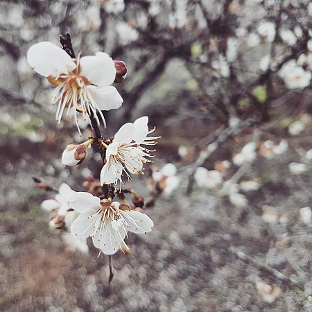 Hà Nội - Mai Châu - Mộc Châu Mùa Hoa Mơ & Hoa Mận