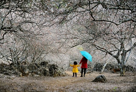 Hà Nội - Mai Châu - Mộc Châu Mùa Hoa Mơ & Hoa Mận