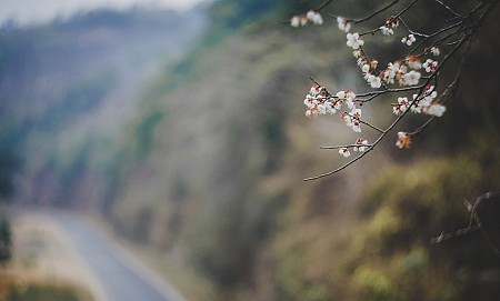 Hà Nội - Mai Châu - Mộc Châu Mùa Hoa Mơ & Hoa Mận