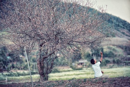 Hà Nội - Mai Châu - Mộc Châu Mùa Hoa Mơ & Hoa Mận
