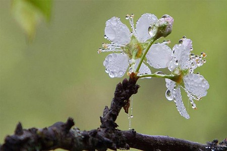 Hà Nội - Mai Châu - Mộc Châu Mùa Hoa Mơ & Hoa Mận