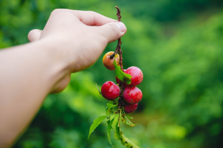 Mai Châu - Mộc Châu - Vườn Hồng Mộc Châu - Rừng Thông Bản Áng - Thung Lũng Mận Nà Ka - Đồi Chè