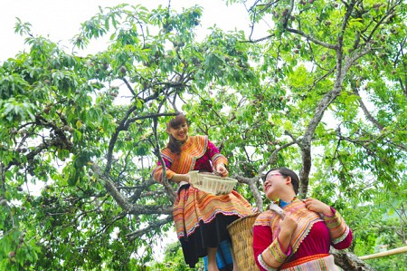 chương trình HÀ NỘI - MAI CHÂU - MỘC CHÂU MÙA QUẢ CHÍN - 2 NGÀY 1 ĐÊM