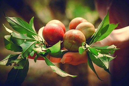 chương trình HÀ NỘI - MAI CHÂU - MỘC CHÂU MÙA QUẢ CHÍN - 2 NGÀY 1 ĐÊM